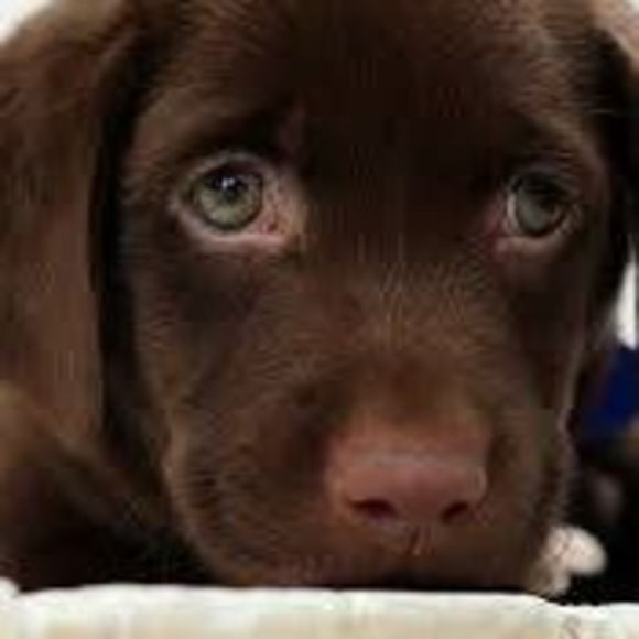 Meet your Posher, Renee - Picture 1 of 1